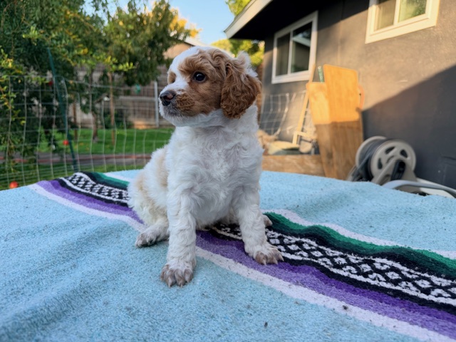 Poodle Puppies from Jewells Poodles