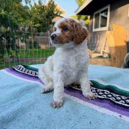 Poodle Puppies from Jewells Poodles