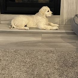 Golden Retriever All Grown Up from Amberidge Golden Retrievers