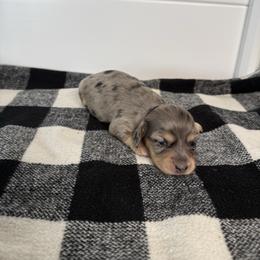 Dapple 2 - Dapple female Dachshund puppy in San Diego, California from San Diego Dachshunds