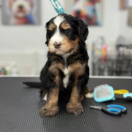 Skye - white collar - Tri-color male Bernedoodle puppy in Yuciapa, California from AlltheDoodlez_