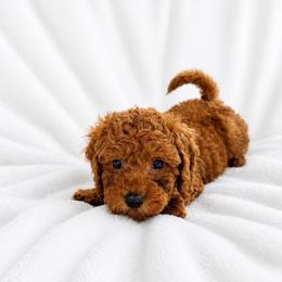 Ruby - Red  female Goldendoodle puppy in Warrensburg, Missouri from Supreme Doodles