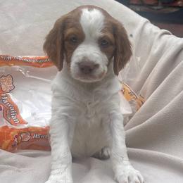 Hawaiian Roll - White and orange female Brittany puppy in Downers Grove, Illinois from Attitude Brittanys
