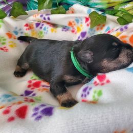 Miniature Schnauzer Puppies from Nature's Nook