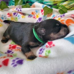 Miniature Schnauzer Puppies from Nature's Nook