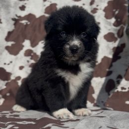 Amiri - Black & white female Australian Shepherd puppy in Windsor, New York from Double B Aussies