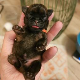 Orange boy - Belge male Brussels Griffon puppy in Welch, Minnesota from Baringer Brussels
