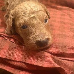 Oreo - Red  male Poodle puppy in Utica, Ohio from Poodle Me Crazy