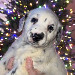 Rudolf - White and black male Dalmatian puppy in Bremen, Georgia from Clark’s Dalmatians
