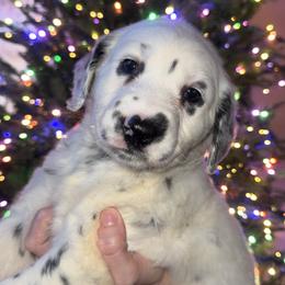 Rudolf - White and black male Dalmatian puppy in Bremen, Georgia from Clark’s Dalmatians