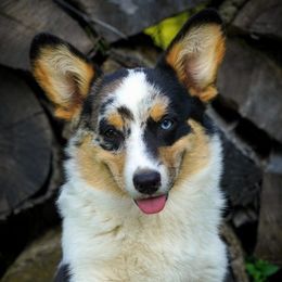 Pembroke Welsh Corgi Puppies from Royal Ridge Corgis