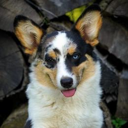 Pembroke Welsh Corgi Puppies from Royal Ridge Corgis