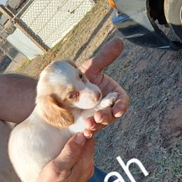 Hannah - Cream female Dachshund puppy in Hollis, Oklahoma from Write Breed Doxies