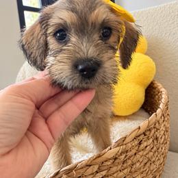 Maple - Wheaten female Miniature Schnauzer puppy in Gilroy, California from Good Shepherd K9 Initiative