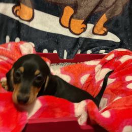 Reese - Black and tan male Dachshund puppy in Tacoma, Washington from Thedachhouse