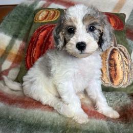 Red collar female - Merle female Goldendoodle puppy in Ottawa, Ohio from Simply Beautiful Goldendoodles