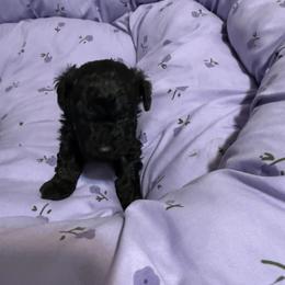 Rowdy - Black male Poodle puppy in Pounding  Mill, Virginia from Rosa's Chihuahuas