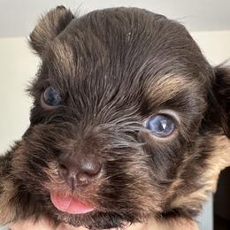 Allegra - Chocolate female Havanese puppy in Arizona from HavaDoggie