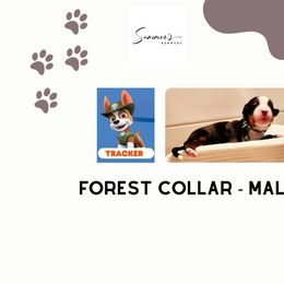 Boy 5 - Bernese Mountain Dog puppy in Earlham, Iowa from Summer's Berners