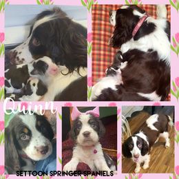 Quinn - English Springer Spaniel