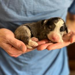 Surf - Merle male Bernedoodle puppy in Clarinda, Iowa from Root and Branch Bernedoodles