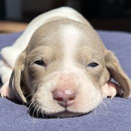 Female 1 - Fawn (isabella) and cream female Dachshund puppy in El Campo, Texas from Creamer Creek Kennel