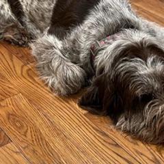 Spinoni Italiani from La Casa Azzurra