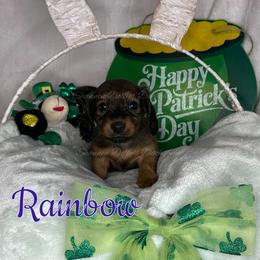 Rainbow - Cream female Dachshund puppy in Monitor, Washington from Shannon Dolly’s Dachshunds
