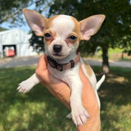 Brown male - Black sabled fawn male Chihuahua puppy in Isanti, Minnesota from Happy Little Chihuahuas