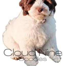Lizzy - Tri-color female Double Doodle puppy in Lynden, Washington from Cloud Nine Doodles