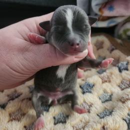 April - Blue and tan female Chihuahua puppy in Ashtabula, Ohio from Paw's & Awe's Chihuahuas