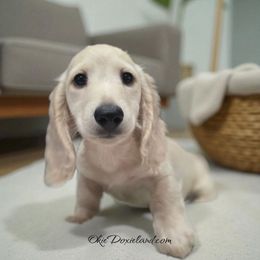 Disco - Cream male Dachshund puppy in Oklahoma City, Oklahoma from OkieDoxieland Dachshunds