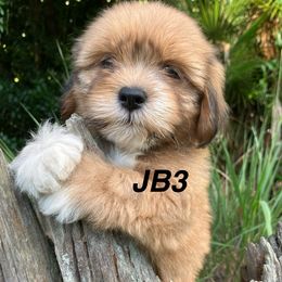 JB3 FLORIDA AKC LHASA APSO MULTI CHAMPION ANCESTRY - Golden male Lhasa Apso puppy in Bell, Florida from Maryann & Kandis
