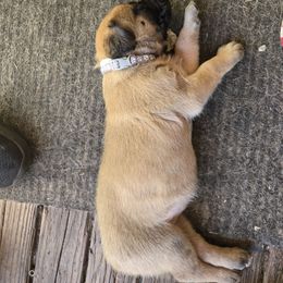 Grey - Apricot female Mastiff puppy in Uhrichsville, Ohio from Angela's Mastiffs