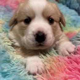 Boy 2 - male Cardigan Welsh Corgi puppy in Princeton, Texas from Fable Cardigan Welsh Corgis