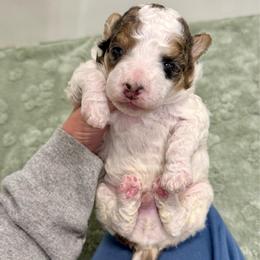 Kenny - Blue merle male Aussiedoodle puppy in Heber City, Utah from Junipersdoodles