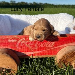 Girl 3 - Parti female Goldendoodle puppy in Wever, Iowa from JK Royal Lines