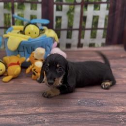 Black and Cream Wirehair Female - Black and cream female Dachshund puppy in Killeen, Texas from Southern Dachshunds