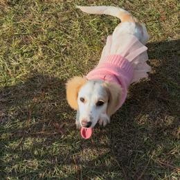 Gidget - Dachshund