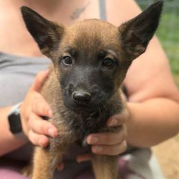 Imara - female Belgian Malinois puppy in Sheridan, Arkansas from Dark Sky Kennels