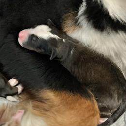Boy 4 - Tri-color male Bernedoodle puppy in Kansas City, Missouri from Beary GoldenDoodles