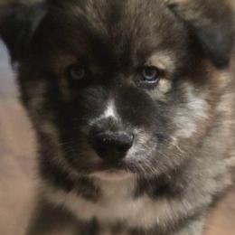 Pickles - Agouti and white male Siberian Husky puppy in Richlands, North Carolina from Velaris Huskies