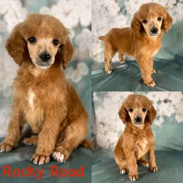 Rocky Road - Red  male Poodle puppy in Swansboro, North Carolina from Monarch Standard Poodles