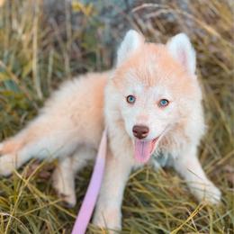 Senna - Lavender female Pomsky puppy in Cleveland, Ohio from Lake Point Pomskies