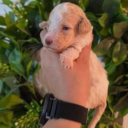 Freedom - Parti male Poodle puppy in Plainfield, New Jersey from Caris Paws Poodles and Labradoodles