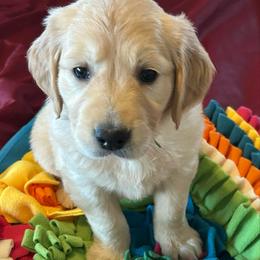 Miss Red 7G - Golden female Golden Retriever puppy in Garland, Texas from RFGoldens