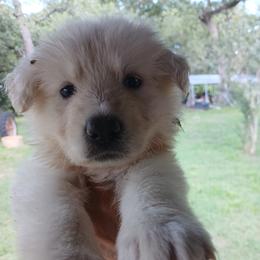 Light Blue - White female German Shepherd puppy in Bexar County, Texas from Scenic Creek German Shepherds and White Swiss Shepherds