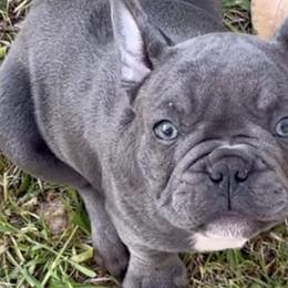 French Bulldogs from Fine Frenchies