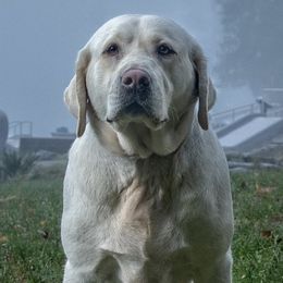 Lucy - Labrador Retriever