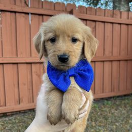 Drew - Golden Retriever puppy from Daisy Lynn Goldens